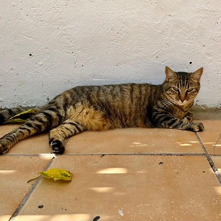 Estudio Adosado Acogedor Con Jardin, Barbacoa Y Parking Privado Alicante Ngoại thất bức ảnh